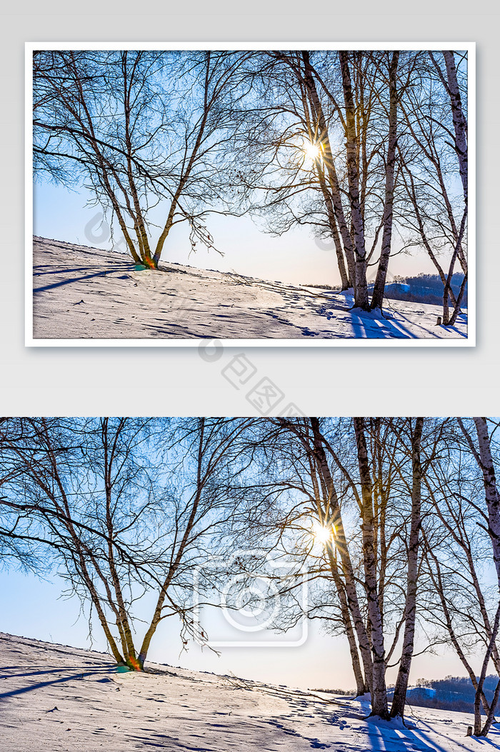 冬季草原上的白桦树日落时分图片