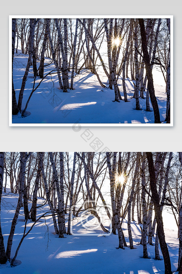 日落时冬季草原的逆光白桦林