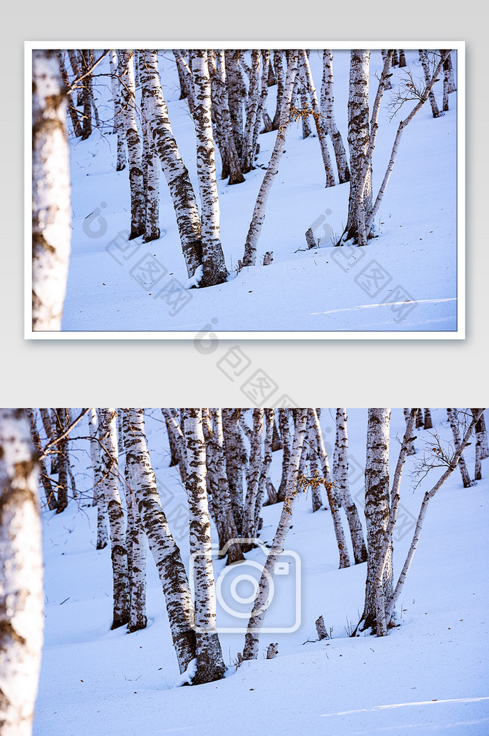 冬天草原雪地上的白桦林