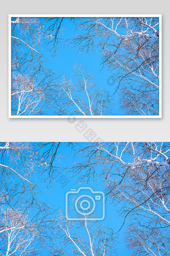 冬季草原白桦林里的蓝天图片图片