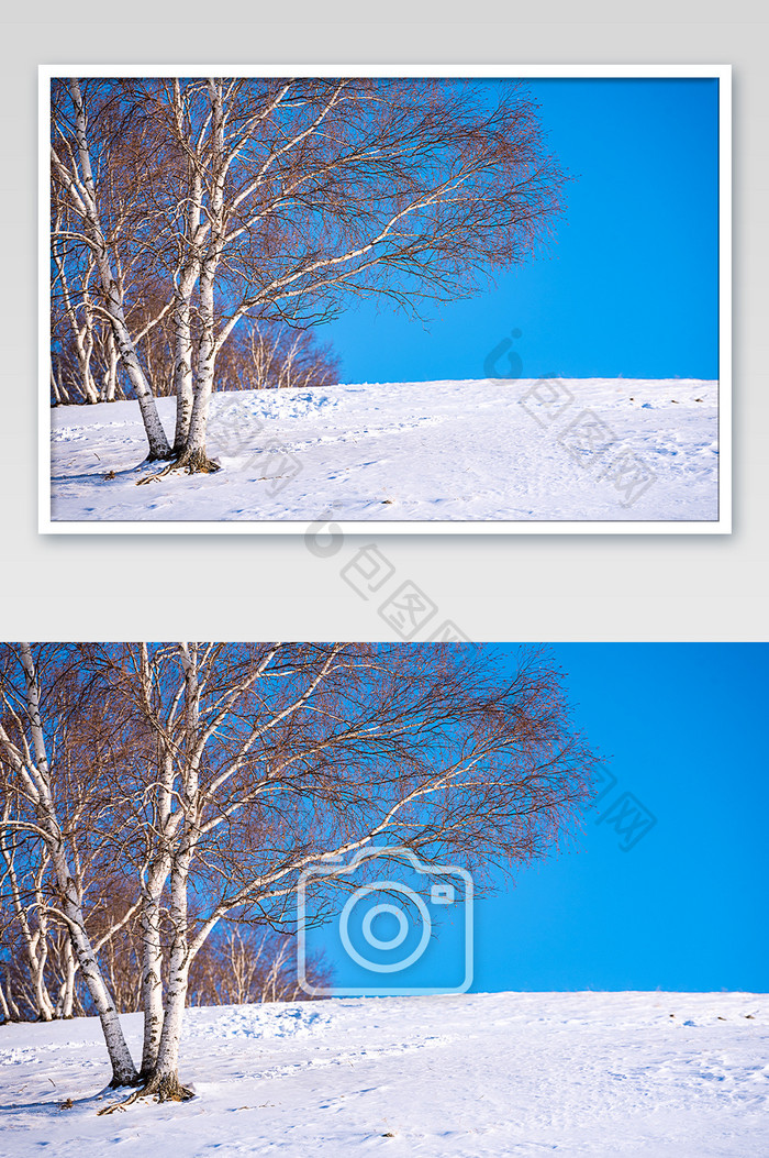 冬季草原桦树白雪地