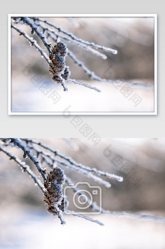 霜冻小雪大雪小寒海报摄影图图片