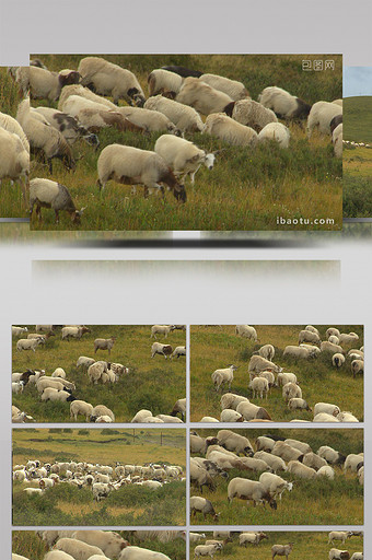 实拍高原牧民丰收藏羊满山坡视频图片