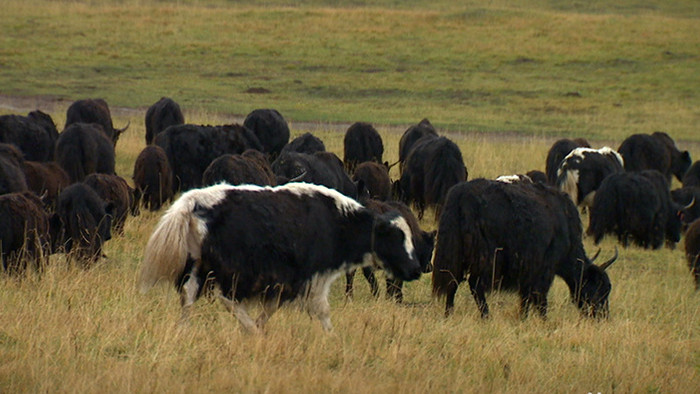 实拍牦牛群在草原上奔走视频