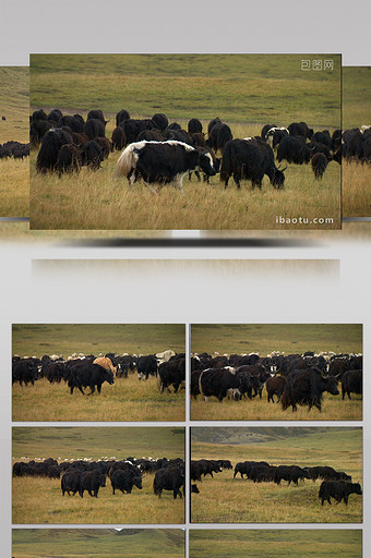 实拍牦牛群在草原上奔走视频图片