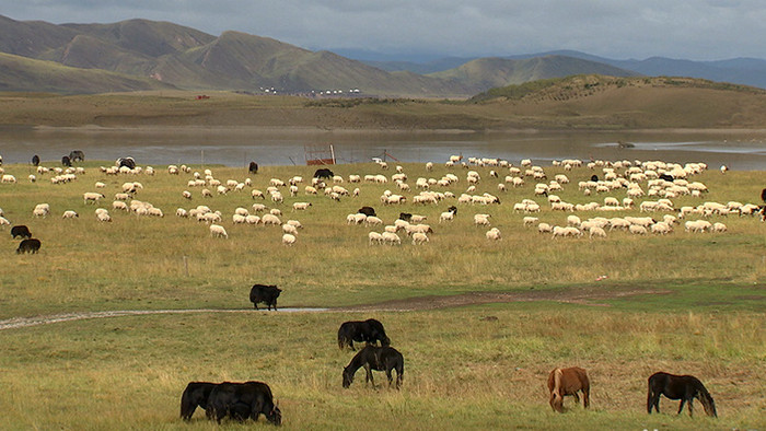 实拍青藏高原牧民筑水草而居的美景视频