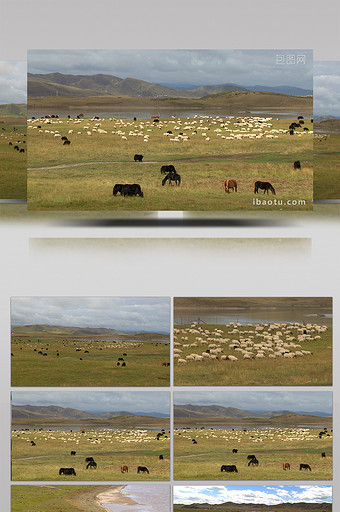 实拍青藏高原牧民筑水草而居的美景视频图片