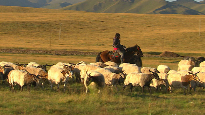 实拍青藏高原牧羊人放羊视频