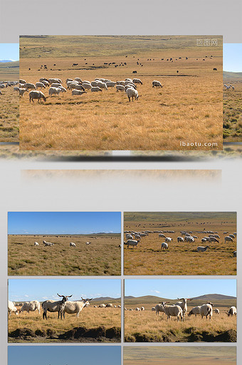 实拍青藏高原冬季牧场放牧视频图片