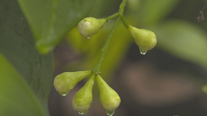 实拍海南莲雾开花期花朵白肚视频