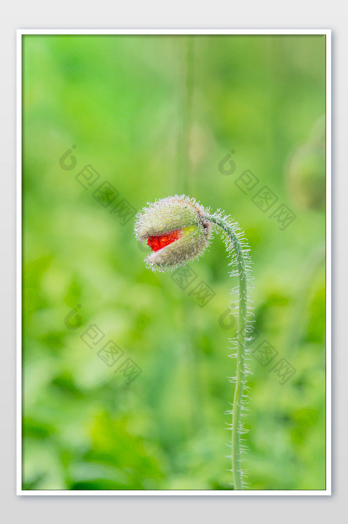 植物希望生机勃勃图片图片