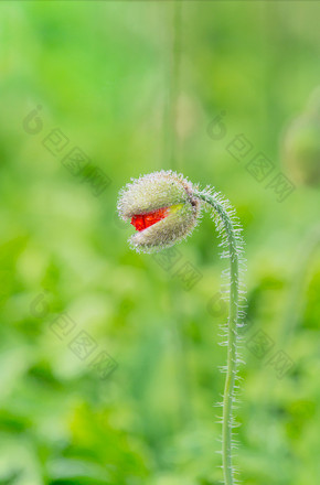 植物希望生机勃勃图片