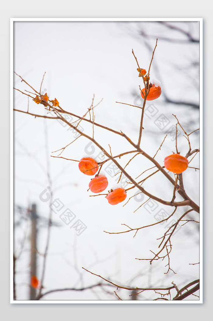 冬季雪后柿子树近景摄影图片图片
