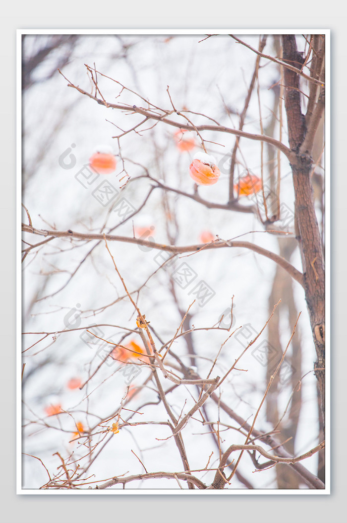 冬季枯枝老树雪景摄影图片
