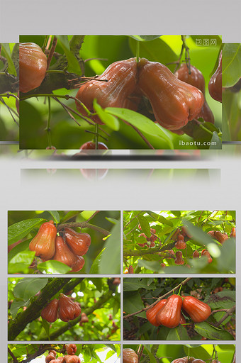 实拍海南莲雾果园果实成熟了的视频图片