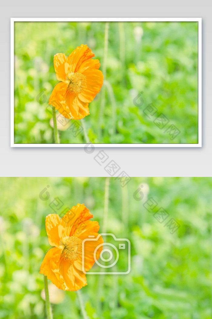 春天黄色花朵生机勃勃图片图片