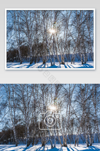 冬季草原逆光下的白桦林图片