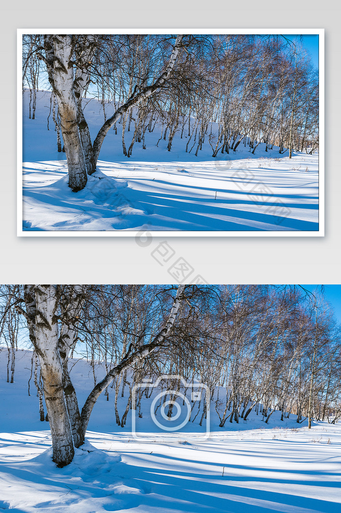 清晨草原雪地上的树影阳光