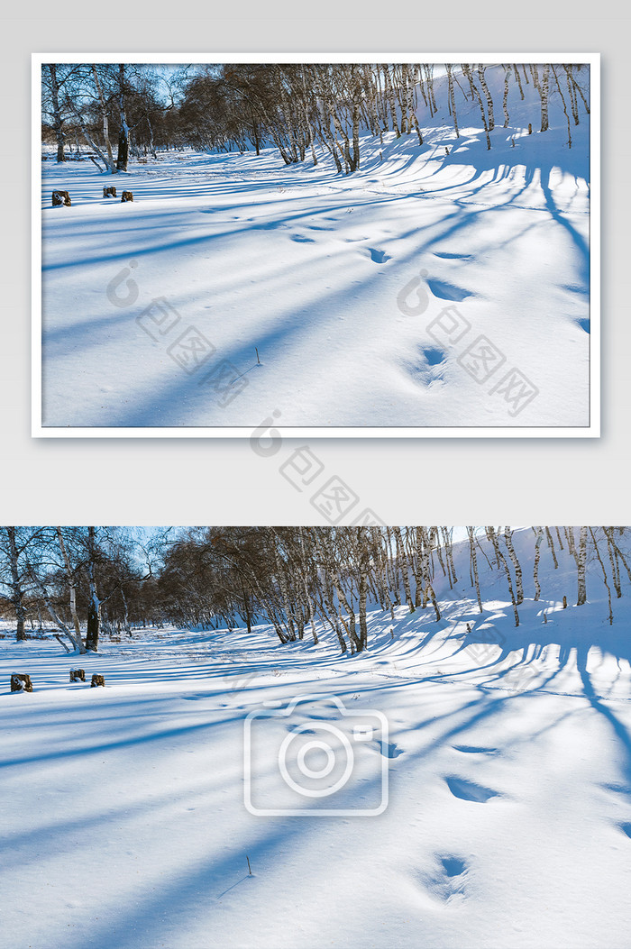 冬日草原雪地上的树影阳光