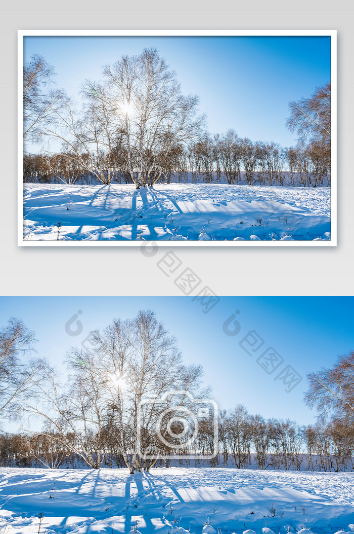 冬季草原的白桦树树影