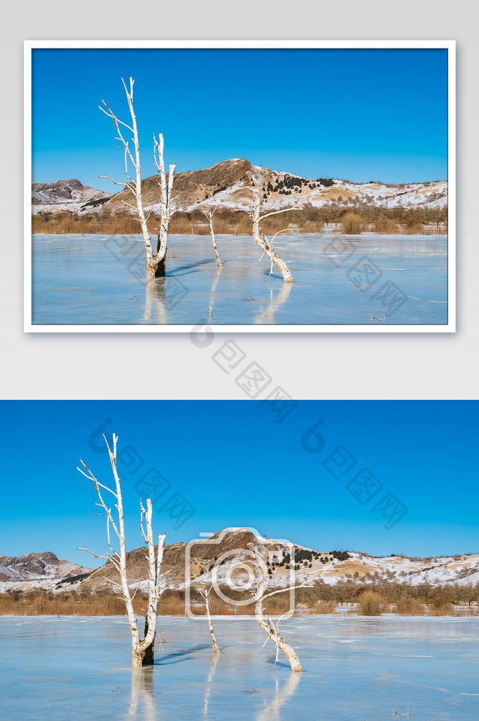 冰面上的白桦树景观图片图片