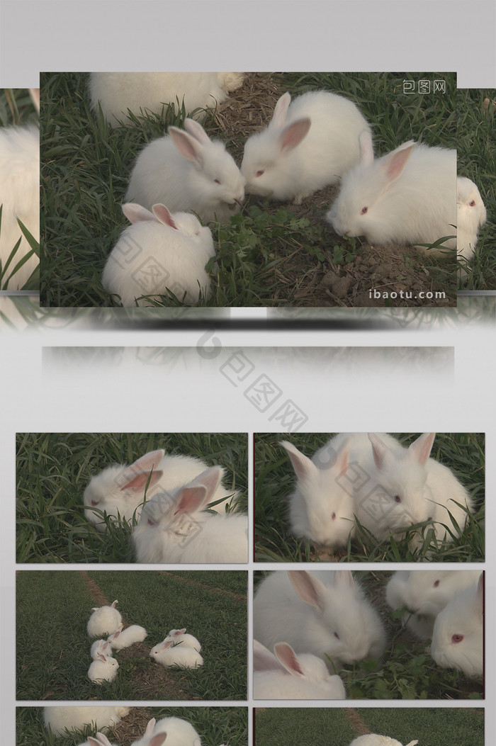 实拍珍珠长毛兔在草地吃草视频