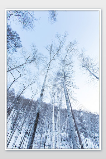 北方雪景白桦林大气清新广角摄影图片