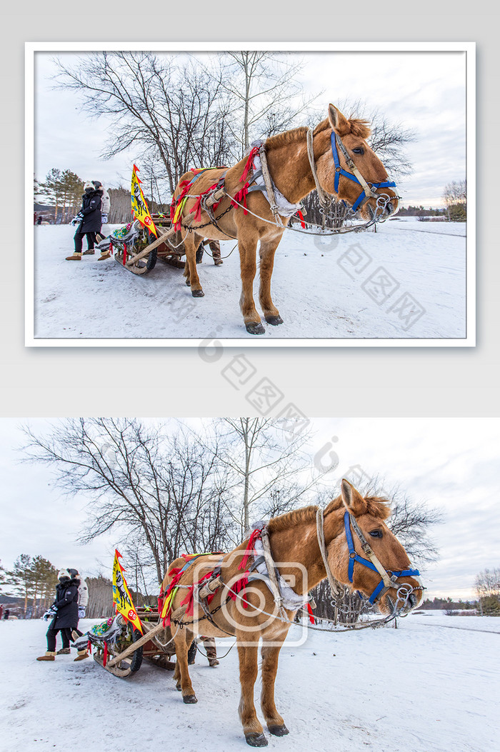 东北雪地拉车的马摄影图片图片