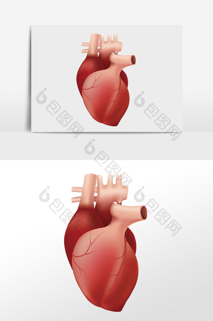 人体内脏心脏脏器
