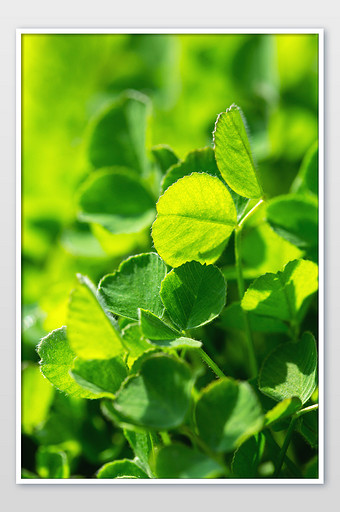 春天小草绿色背景春景