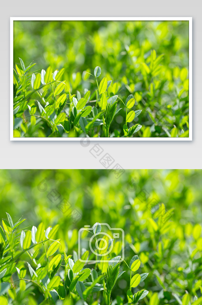 春天绿色小草活力阳光图片图片