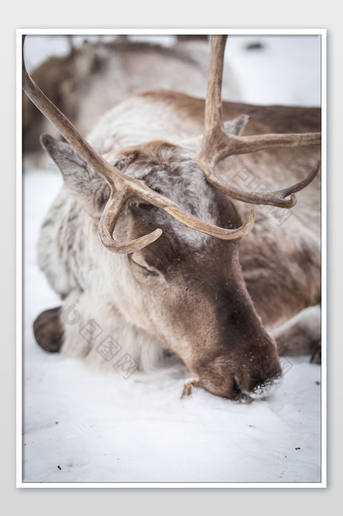 可爱雪地雪景的冬季动物挪威麋鹿摄影图片