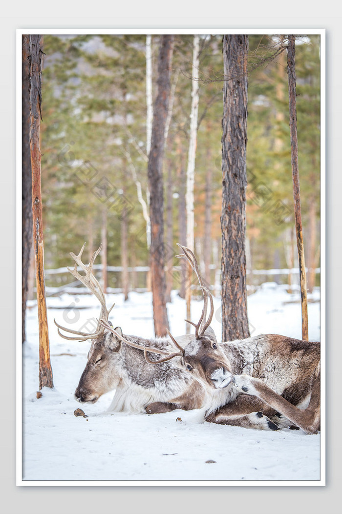 可爱的雪地雪景冬季动物挪威麋鹿摄影图片