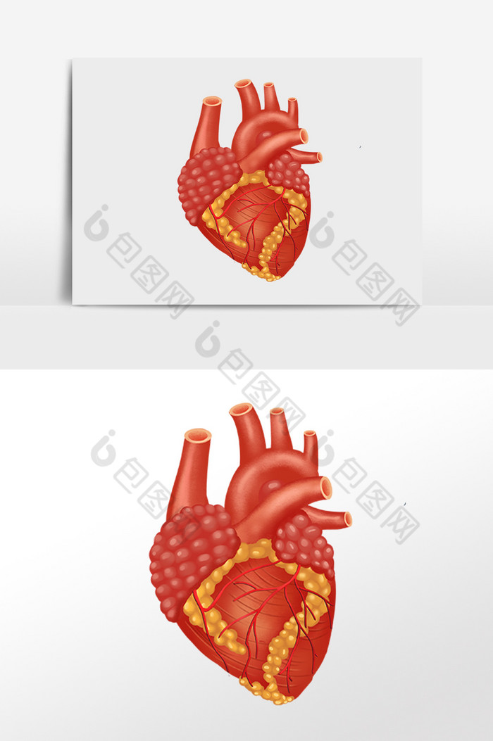 人体器官心脏图片图片