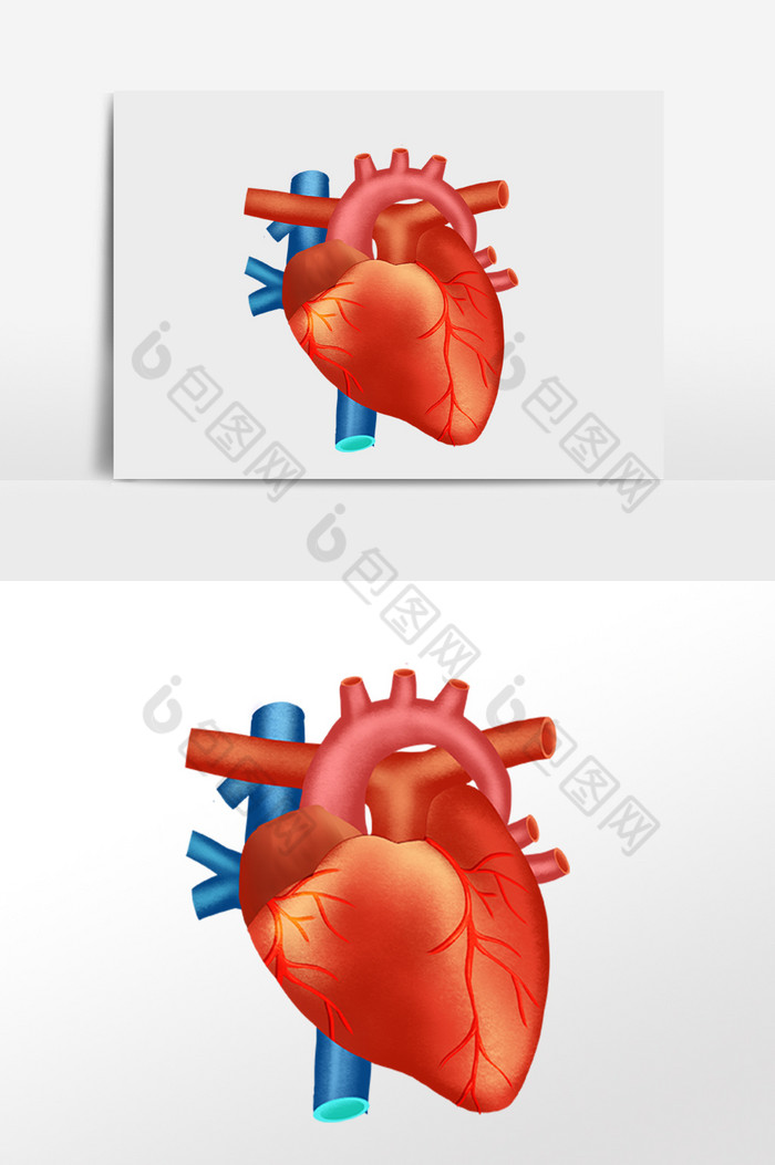 人体器官心脏动脉静脉插画图片图片