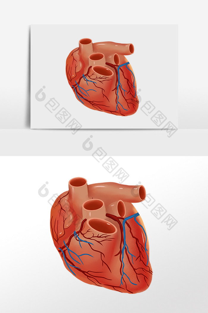 卡通手绘人体器官心脏插画