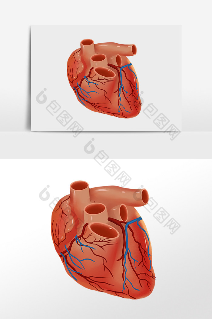 人体器官心脏插画图片图片