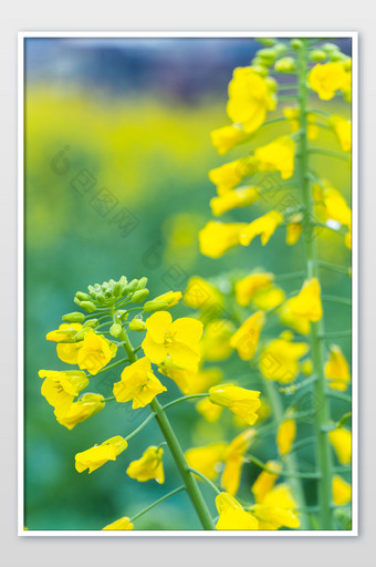 油菜花花束背景摄影图图片