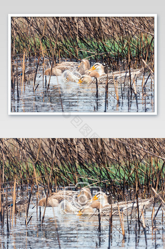 乡村田间水池鸭子戏水摄影图图片