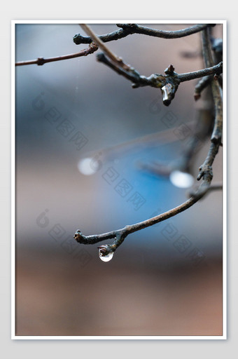 春雨树枝雨滴摄影图图片