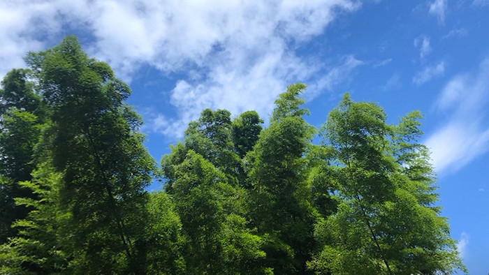 延时南方竹林竹子房屋屋顶石墙蓝天白云素材