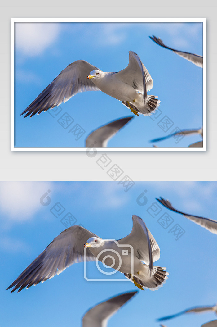 海边大气可爱的海鸥摄影图片
