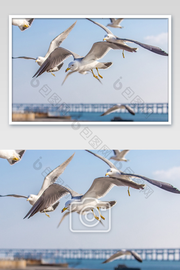 海边飞翔大气可爱的海鸥摄影图片