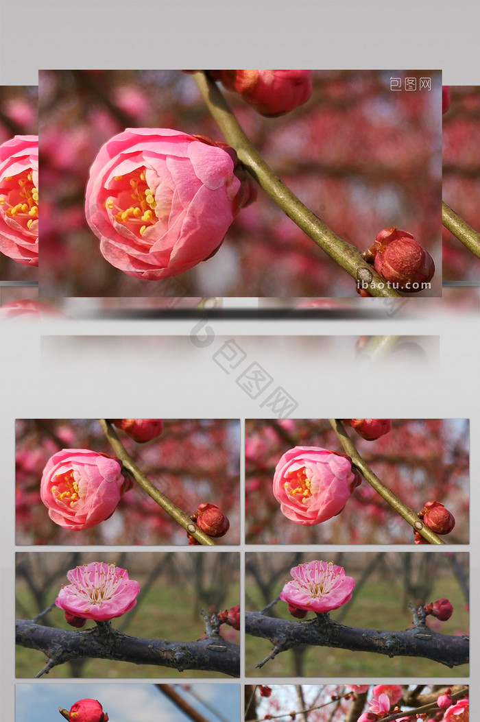 实拍阳春三月春天桃树桃花盛开花蕾绽放