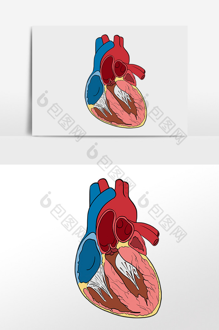 健康心脏心跳人体器官