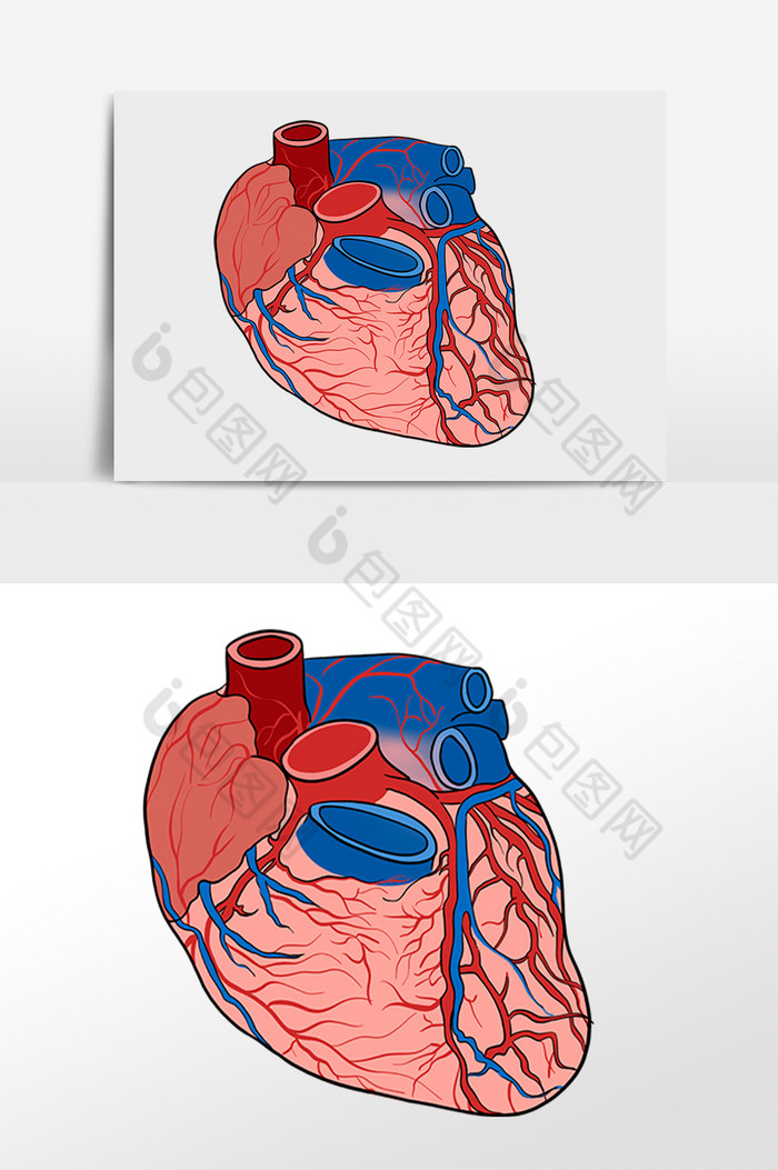 人体心脏心跳器官图片图片