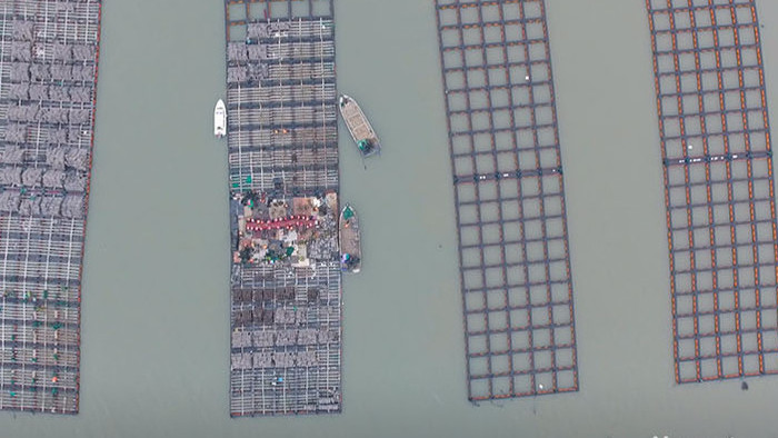 航拍福建连江海上渔排渔民劳作视频