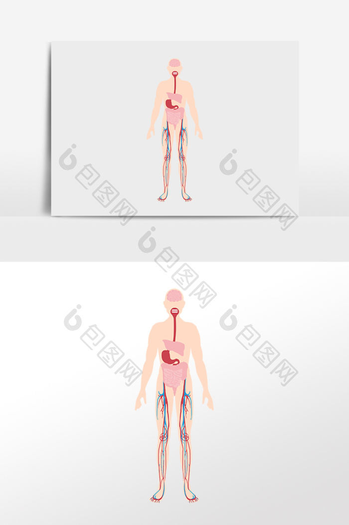 人体解刨成人身体图片png下载-包图网