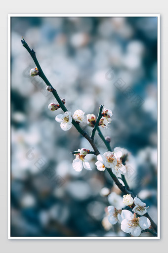 白色花朵梅花花枝图片