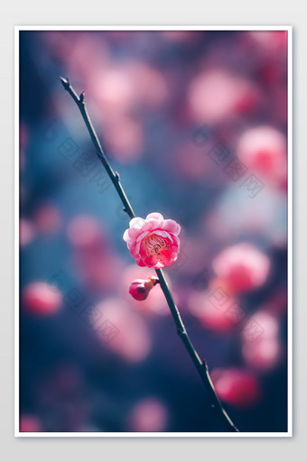 单枝梅花唯美花朵海报背景图片
